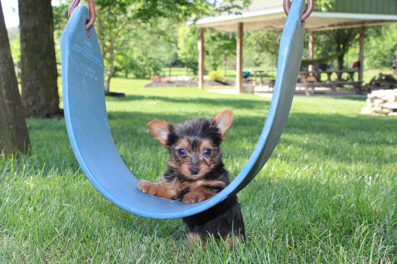 puppy, for, sale, Yorkshire Terrier , Matthew B. Stoltzfus, dog, breeder, Gap, PA, dog-breeder, puppy-for-sale, forsale, nearby, find, puppyfind, locator, puppylocator, aca